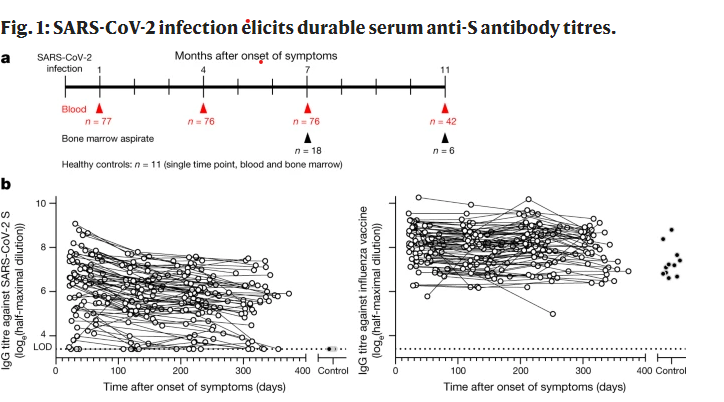 SARS-CoV-2 infection induces long-lived bone marrow plasma cells in humans