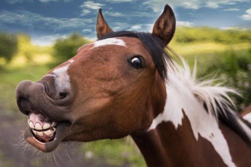 Never Say Neigh: FDA Lists ‘Horse Drug’ As Approved COVID Treatment